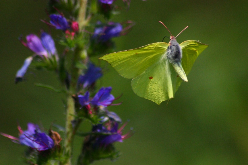 gonepteryx rhamni : una foglia gialla al vento